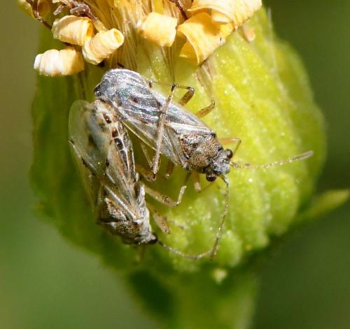 Réf. 239 824 : Nysius sp.